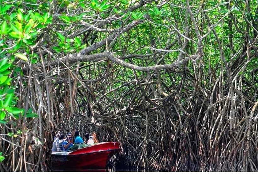 From Bentota: Exclusive Madu River Safari & Turtle Hatchery - What the private format really gives you