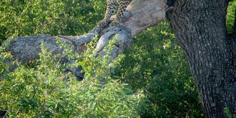 From Bentota: Full-Day Yala National Park Safari Tour - Key points to know before booking