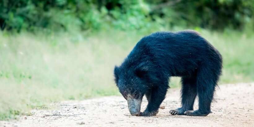 From Bentota: Full-Day Yala National Park Safari Tour - The long road from Bentota to Yala