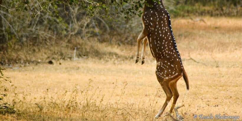 From Bentota: Full-Day Yala National Park Safari Tour - The animals you may see