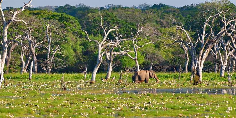 From Bentota: Full-Day Yala National Park Safari Tour - Lunch, comfort, and the practical details