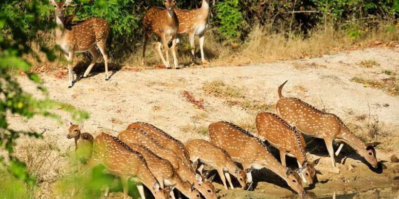 From Bentota: Full-Day Yala National Park Safari Tour - What the $105 price really covers