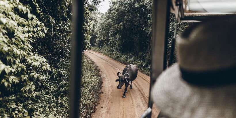 From Bentota: Full-Day Yala National Park Safari Tour - How the experience handles guides and drivers