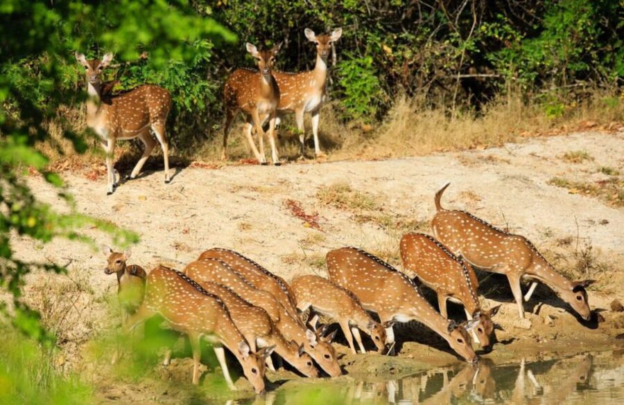 From Bentota: Full-Day Yala National Park Safari Tour - Who should book this Yala safari