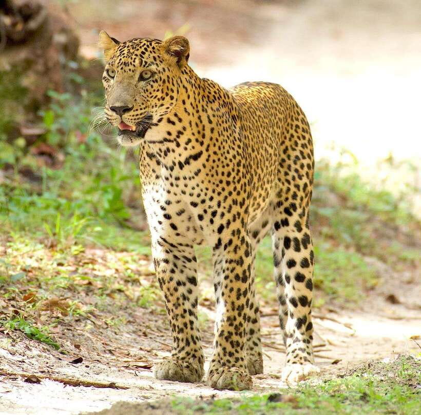 From Bentota - Yala National Park Full Day Safari Tour - Key points at a glance