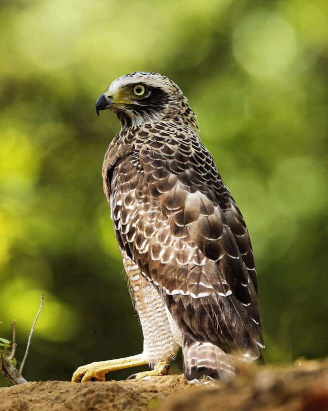 From Bentota - Yala National Park Full Day Safari Tour - Best for couples, photographers, and first-time safari visitors
