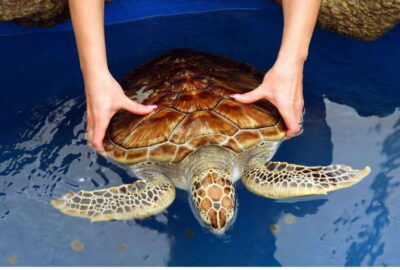 Exclusive Madu River Safari & Turtle Hatchery