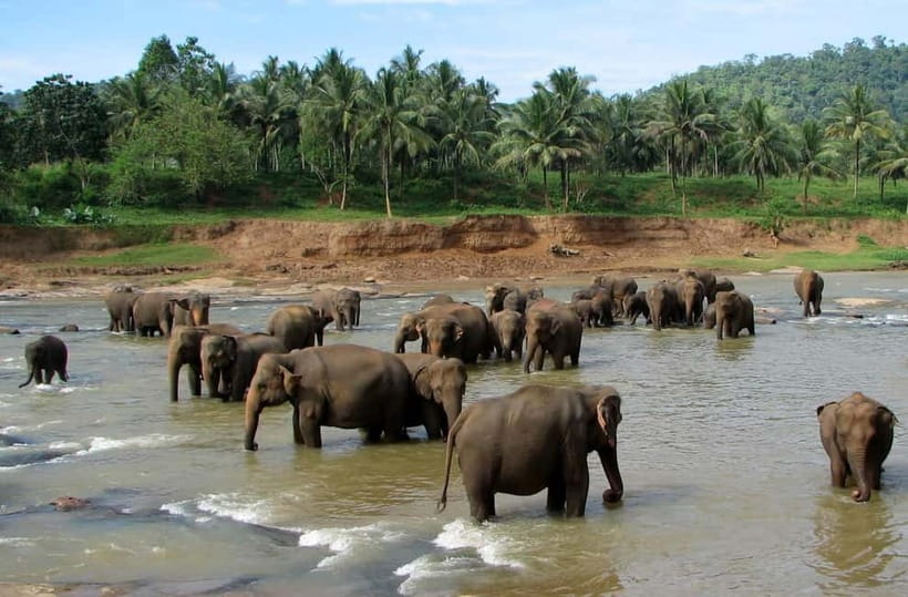 From Colombo: Kandy and Pinnawala Orphanage Short Excursions - Watching elephants at Pinnawala