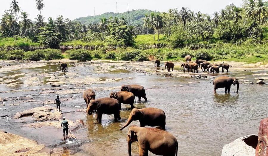 From Colombo: Kandy Full-Day Trip - The Temple of the Sacred Tooth Relic