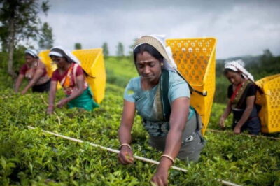 Kandy, Pinnawala and Tea Factory Full-Day Trip
