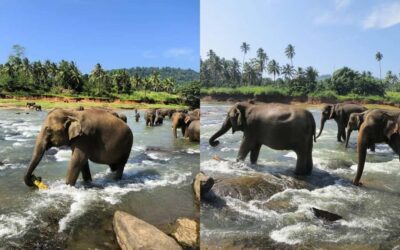 Kandy Temple of Tooth & Elephant Orphanage