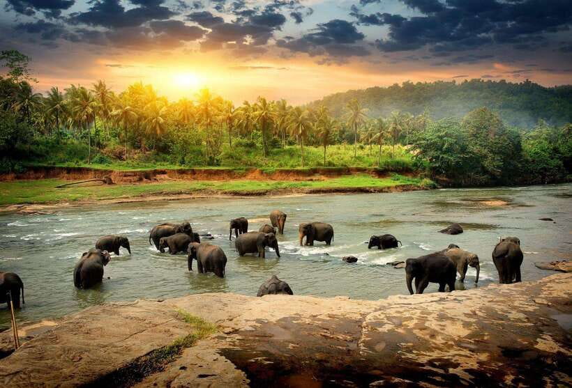 From Colombo: Kandy Temples and Pinnawala Full-Day Tour - Key points to know before booking