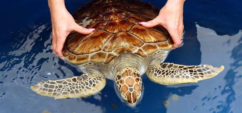 From Colombo/Negombo: Galle, Madu River, and Turtle Hatchery - Key points to know before you book