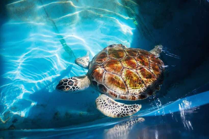 From Colombo/Negombo: Galle, Madu River, and Turtle Hatchery - The private vehicle and guide factor