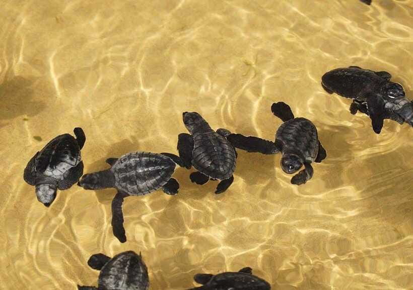 From Colombo/Negombo: Galle, Madu River, and Turtle Hatchery - Who should book this day trip