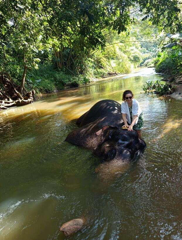 From Colombo or Negombo: Pinnawala, Kandy & Tea Factory Tour - A long road from Colombo or Negombo