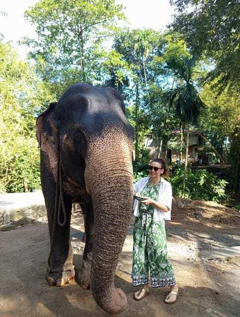 From Colombo or Negombo: Pinnawala, Kandy & Tea Factory Tour - Is $46 a good value?