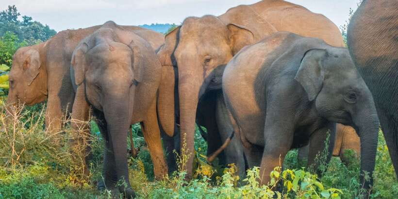 From Colombo: Private Minneriya National Park Day Safari - Key points to know before booking