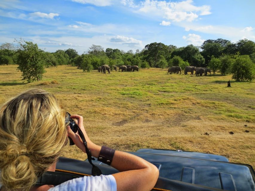 From Colombo: Private Minneriya National Park Day Safari - Booking advice and cancellation terms
