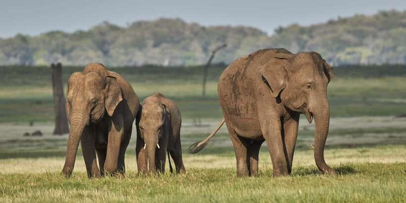 From Colombo: Private Minneriya National Park Day Safari - Why Minneriya makes such a strong safari choice