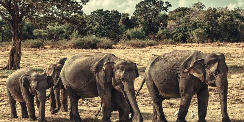 From Colombo: Private Minneriya National Park Day Safari - The three-hour 4x4 game drive