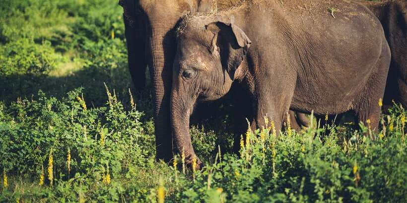 From Colombo: Private Minneriya National Park Day Safari - Lunch after the park