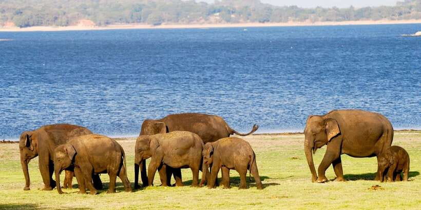 From Colombo: Private Minneriya National Park Day Safari - The return to Colombo