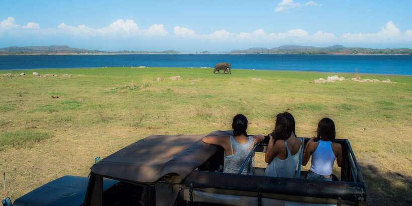 From Colombo: Private Minneriya National Park Day Safari - What the private format adds