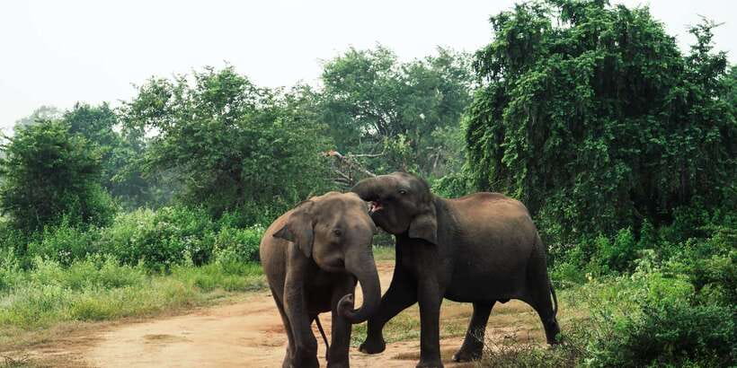 From Colombo: Private Minneriya National Park Day Safari - Is $105 per person good value?