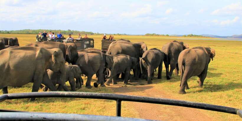From Colombo: Private Minneriya National Park Day Safari - Who should book this day safari?