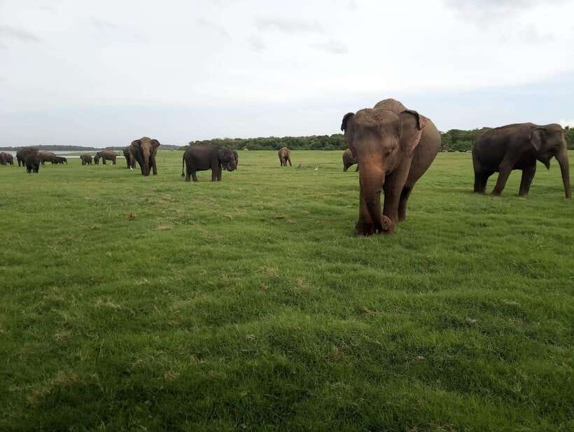 From Colombo: Sigiriya & Dambulla Day Tour with Safari - What the $48 fare really buys you