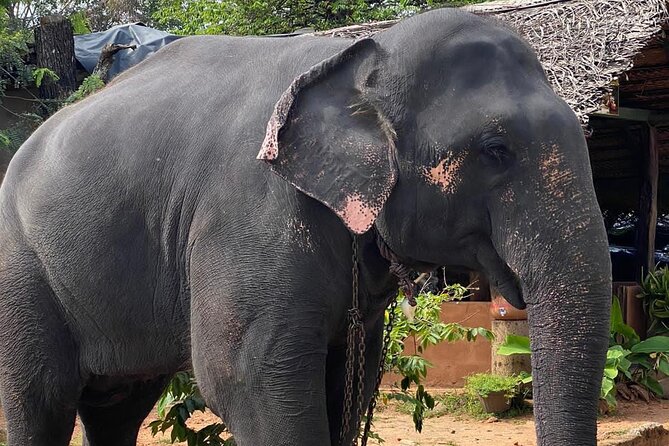 From Colombo to Sigiriya Fortress, Dambulla & Minneriya Safari - Timing, comfort, and the pace of the day