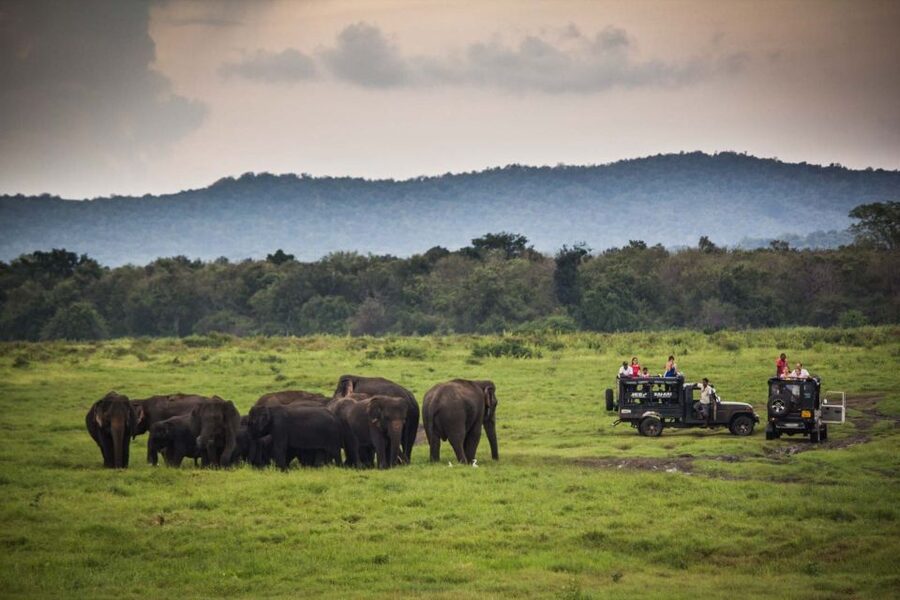 From Colombo: Udawalawa Safari & Elephant Transit Home Tour - Lunch at a local Udawalawe hotel