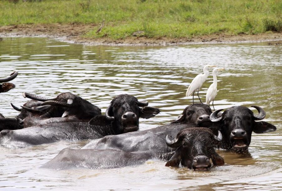 From Colombo: Yala National Park Safari with Transfer - What the $128 price really covers