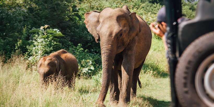 From Colombo: Yala National Park Safari with Transfer - Comfort, timing, and what to bring