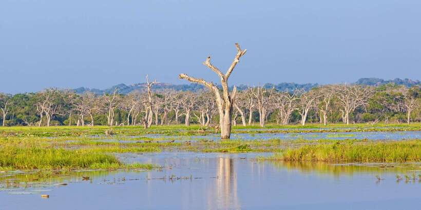 From Colombo: Yala National Park Safari with Transfer - Who will get the most from this day