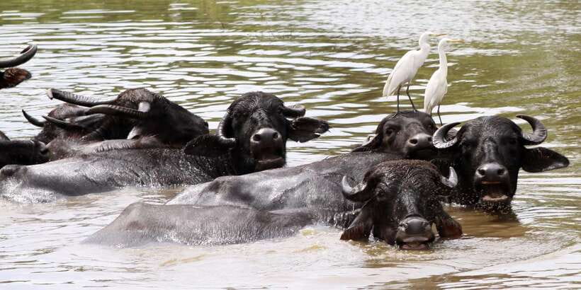 From Colombo: Yala National Park Safari with Transfer - Booking details worth noting