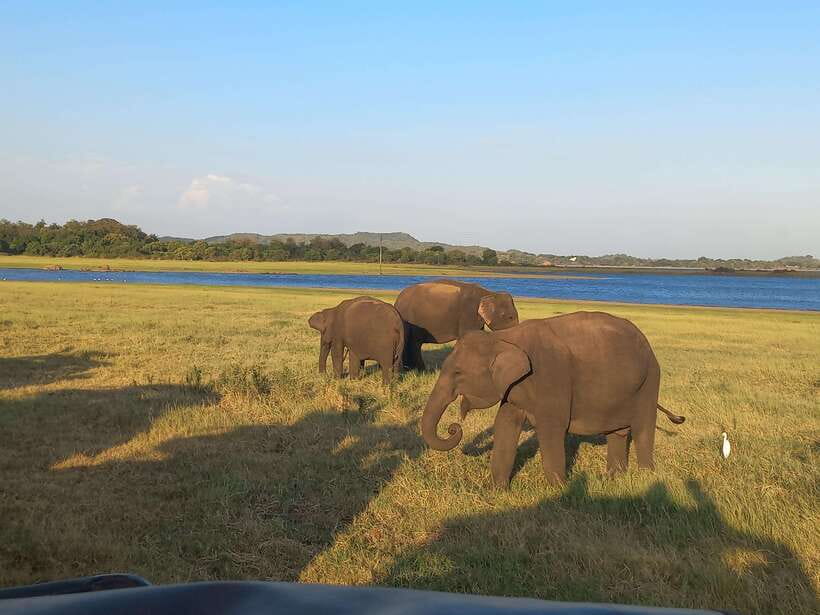 From Dambulla: Minneriya National Park wild Jeep Safari - Key points before you book