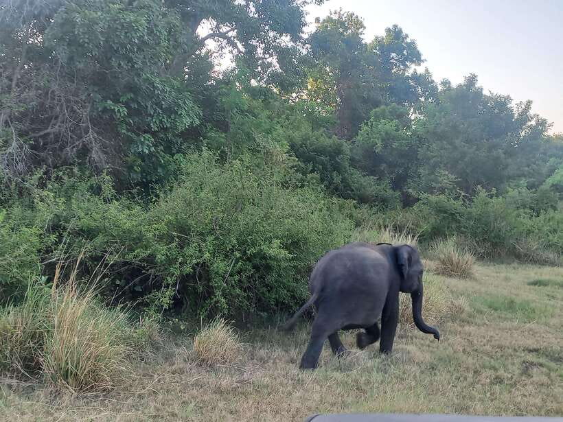 From Dambulla: Minneriya National Park wild Jeep Safari - Why Minneriya works so well for an elephant safari