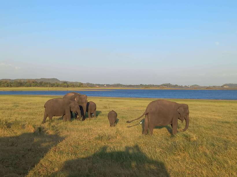 From Dambulla: Minneriya National Park wild Jeep Safari - Three hours among elephants, deer, monkeys, and crocodiles
