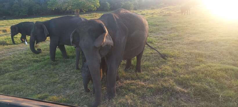 From Dambulla: Minneriya National Park wild Jeep Safari - Minneriya Lake and the old dam