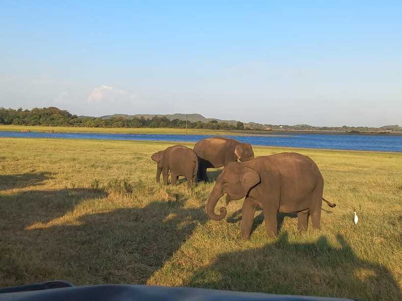 From Dambulla: Minneriya National Park wild Jeep Safari - What the private jeep changes