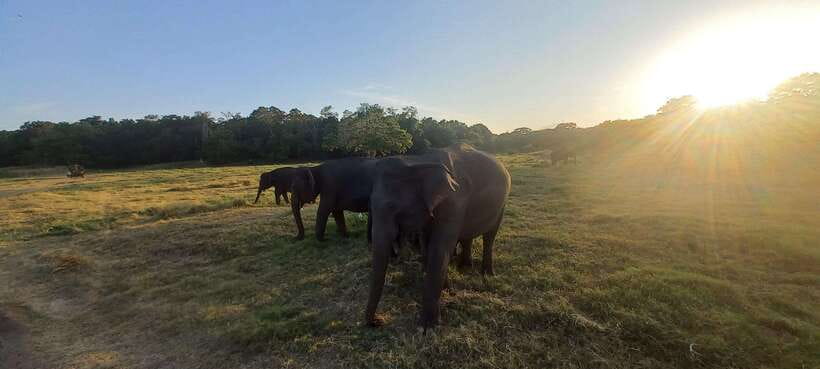 From Dambulla: Minneriya National Park wild Jeep Safari - Is $50 a fair price?