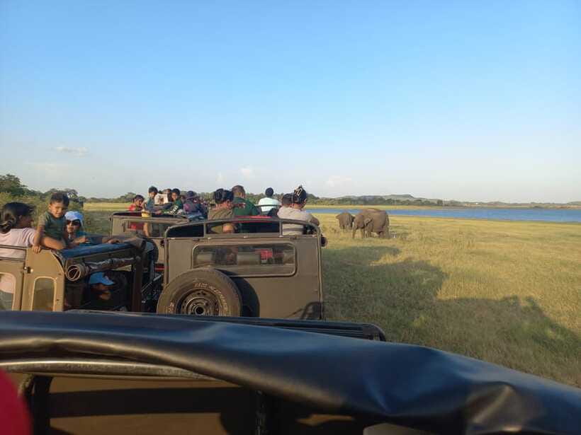 From Dambulla: Minneriya National Park wild Jeep Safari - Timing, comfort, and what to pack