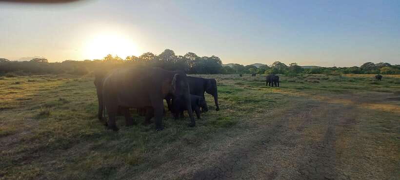 From Dambulla: Minneriya National Park wild Jeep Safari - What the schedule feels like from start to finish