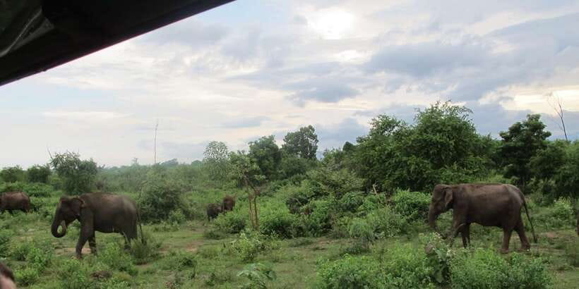 From Ella: All Inclusive Udawalawe National Park Safari - Key points to know before booking