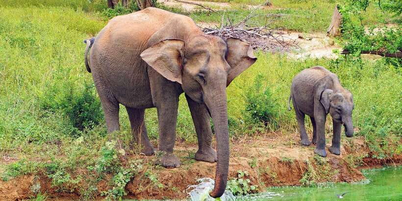 From Ella: All Inclusive Udawalawe National Park Safari - Three hours inside Udawalawe National Park
