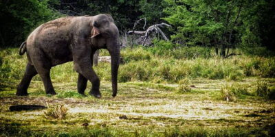 All Inclusive Udawalawe National Park Safari