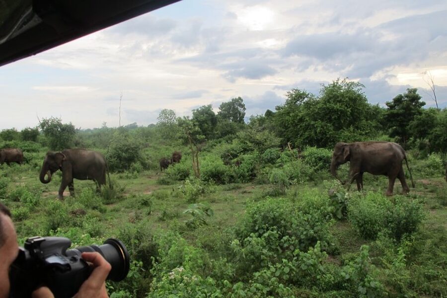 From Ella: All Inclusive Udawalawe National Park Safari - The guide can shape the whole day