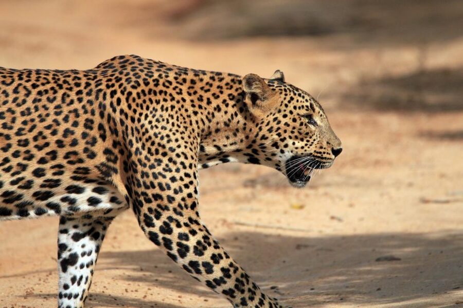 From Ella: Drop to Tangalle/Hiriketiya/Mirissa & Yala Safari - Key points at a glance